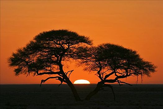 伞,刺,刺槐,日出,埃托沙国家公园,纳米比亚,非洲