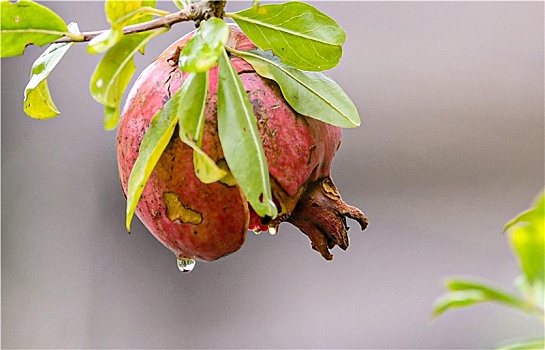 重庆酉阳,秋雨中的水果格外迷人