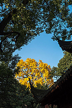 上海豫园古银杏