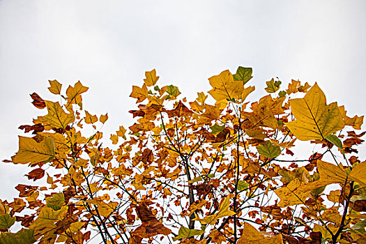 桦树,叶子,秋天,天空,仰视