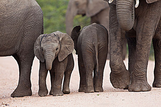 非洲象,牧群,幼兽,克鲁格国家公园,南非