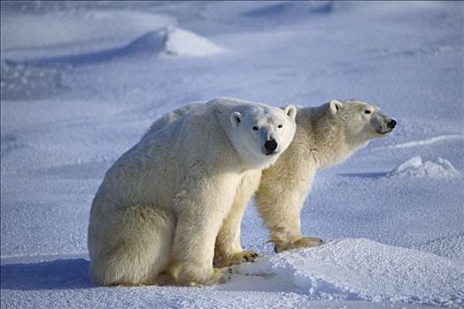 北极熊,一对,雪原,丘吉尔市,曼尼托巴,加拿大