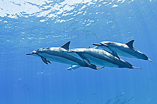 夏威夷,湾,长吻原海豚,水下,靠近,海洋,表面