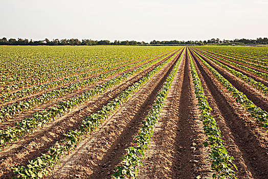 棉花,8-10岁,叶子,犁沟,灌溉,英格兰,阿肯色州,美国
