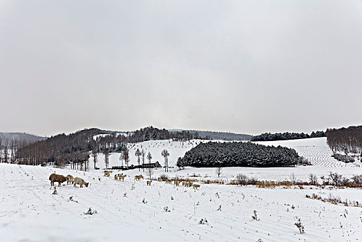 雪中羊群