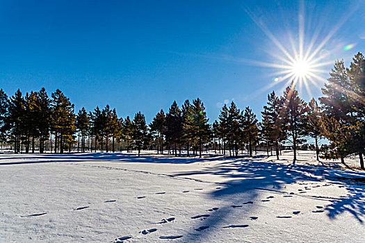 林海雪原