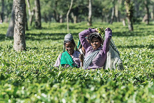 印度女人,挑选,茶叶,阿萨姆邦,印度,亚洲
