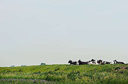 母牛,休息,地点,荷兰,欧洲