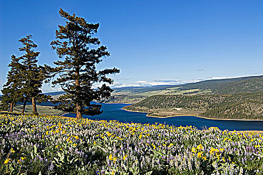 野花,形态,壮观,前景,上方,树桩,湖,南,不列颠哥伦比亚省,加拿大