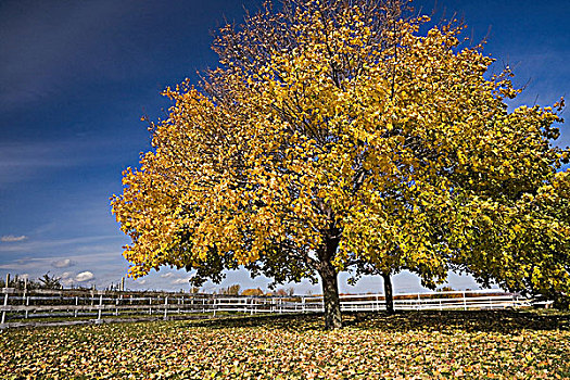 枫树,土地,魁北克,加拿大