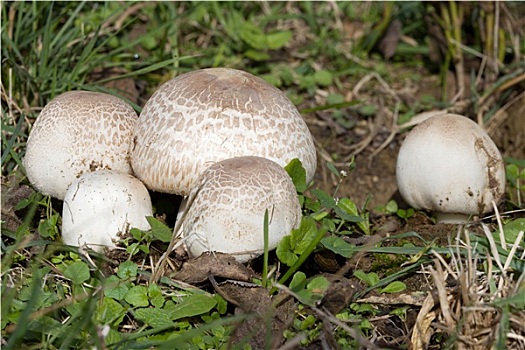 草地,蘑菇