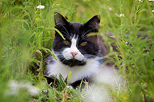 黑猫,草丛