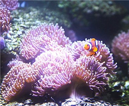 珊瑚礁,热带鱼,水族箱