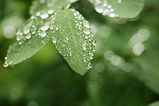 雨滴,绿叶,特写,户外