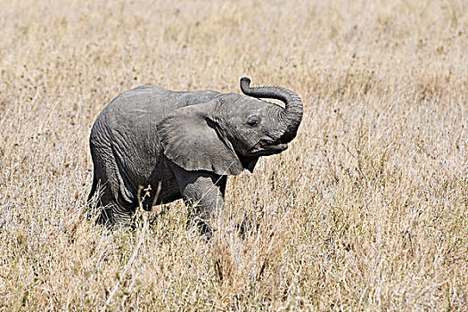 非洲,坦桑尼亚,幼兽,大象,塞伦盖蒂国家公园