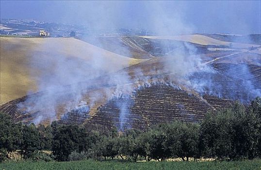 小麦,茬地,燃烧,托斯卡纳,意大利