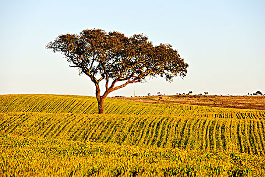 圣栎,作物,葡萄牙