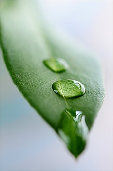 綠葉,水滴