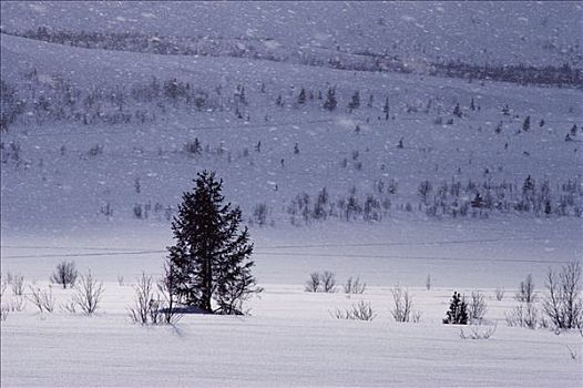松树,树,雪景,挪威