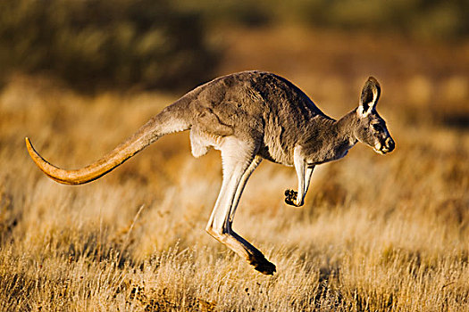 红袋鼠,女性,跳跃,南威尔士,澳大利亚