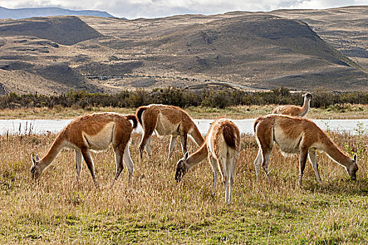 放牧,原驼,托雷德裴恩国家公园,智利,南美,联合国教科文组织,生物圈