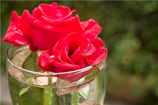 漂亮,红玫瑰,家,花园