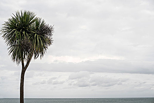 棕榈树,阴天