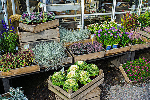 植物,花卉商店