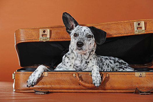 杂种狗,狗,黑白,卧,皮革,手提箱