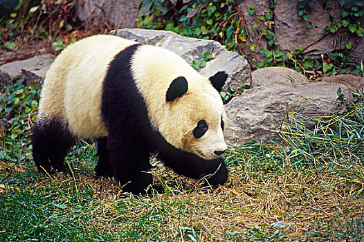 中国,大熊猫