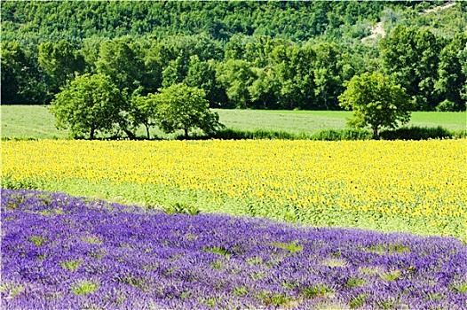 薰衣草,向日葵,地点,普罗旺斯,法国