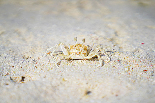 仙本那沙滩上的小螃蟹