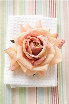 粉红玫瑰,白色背景,毛巾