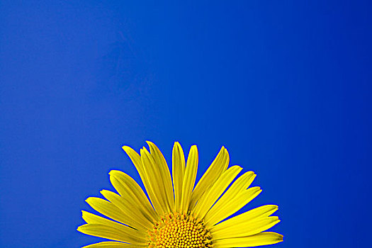 黄花,蓝色背景