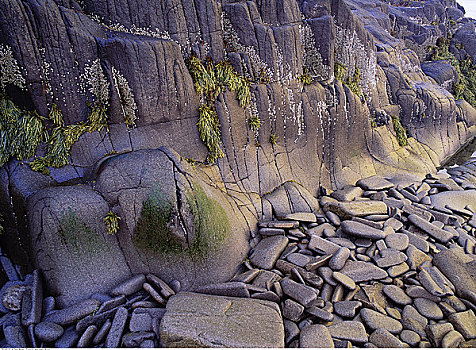 岩石,岸边,退潮,新斯科舍省,加拿大