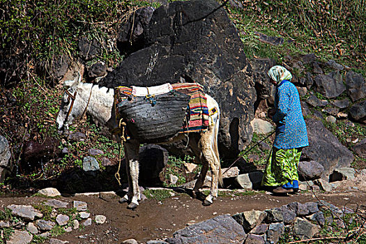 摩洛哥,驴,乡村,阿特拉斯山脉