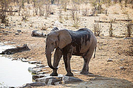 非洲象,水,水坑,埃托沙国家公园,纳米比亚,非洲