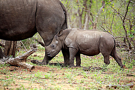 白犀牛,小动物,倚靠,后面,动物,交际,行为,厚皮动物,克鲁格国家公园,南非,非洲
