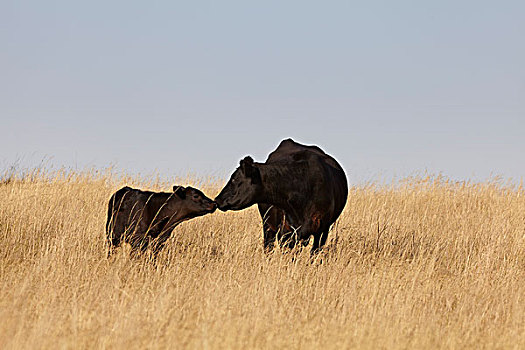 黑色,牛肉,牛,母牛,幼兽,站立,地点,夹锭钳,溪流,艾伯塔省,加拿大
