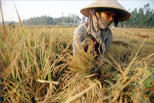 越南,湄公河三角洲,女人,收获,稻米