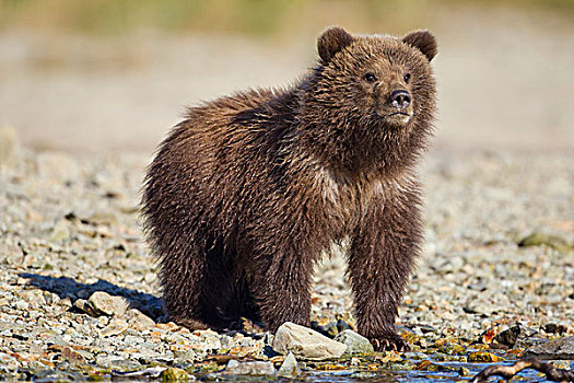美国,阿拉斯加,卡特麦国家公园,大灰熊,棕熊,站立,三文鱼,卵,河流,靠近,湾