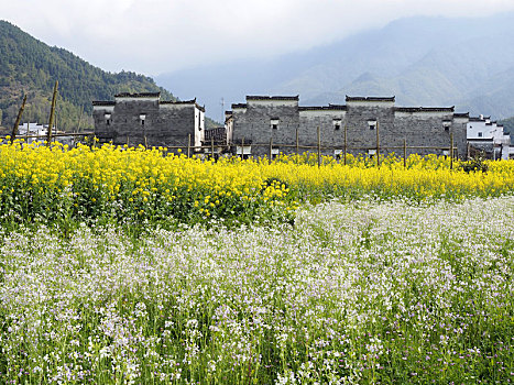 婺源乡村春景