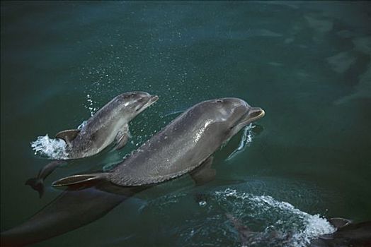 宽吻海豚,平面,洪都拉斯