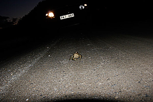 青蛙,街上