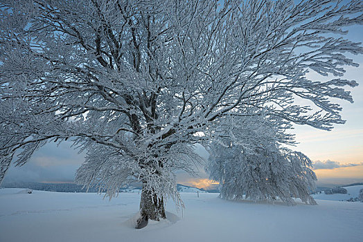 积雪,山毛榉树,布赖施高,巴登符腾堡,德国,欧洲