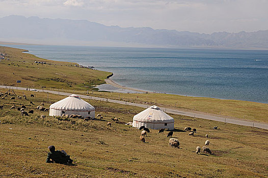 新疆赛里木湖毡房羊群
