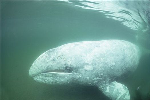 灰鲸,肖像,水下,温哥华岛,不列颠哥伦比亚省
