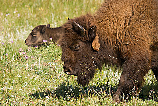 野牛,背景,瓦特顿湖国家公园,艾伯塔省,加拿大