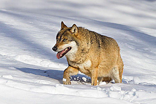 狼,走,雪中,巴伐利亚森林国家公园,巴伐利亚,德国