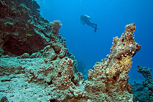 潜水者,礁石,埃及,红海,非洲